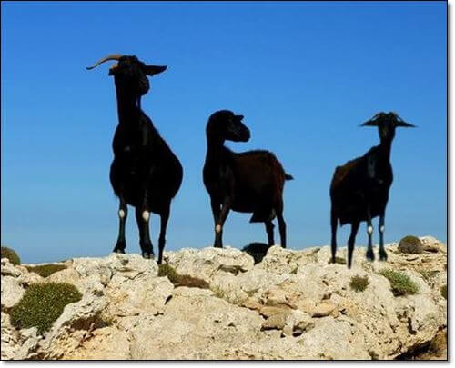 바위 위 흑염소