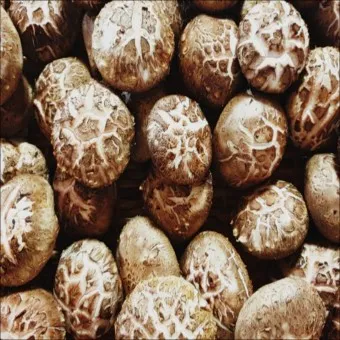 표고버섯 효능_10