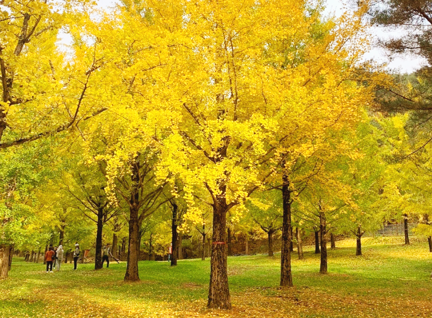 노란 은행나무