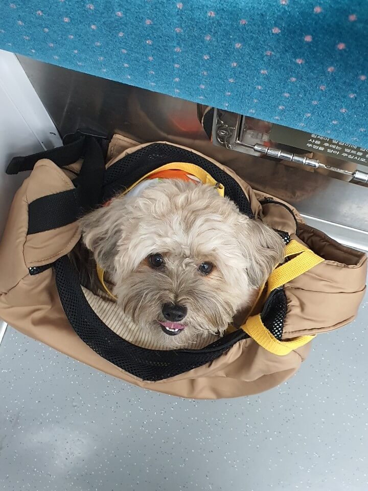 지하철로 이동중인 강아지