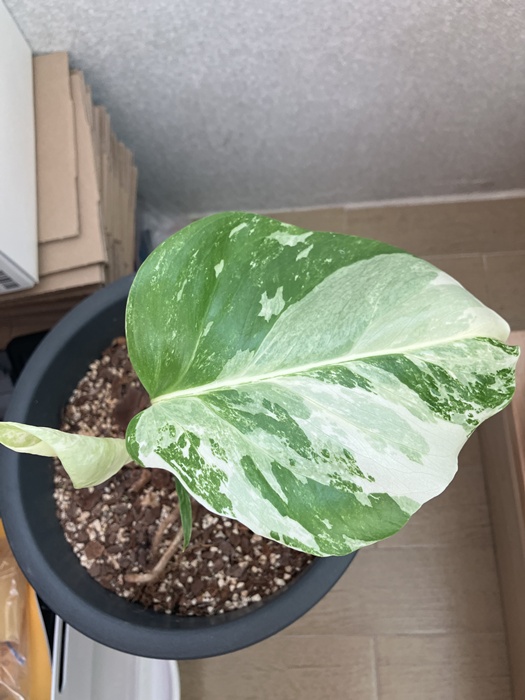 잎 1장이 자란 알보 몬스테라 모습