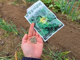 2025년 10월에 파종하기 좋은 작물들 농업 재배법_17