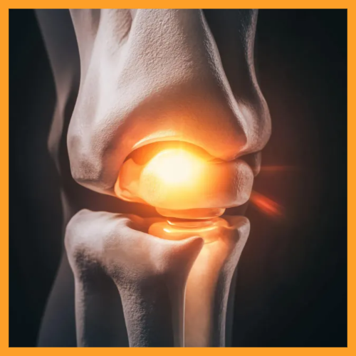 철갑상어 콘드로이친 효능 연골 통증