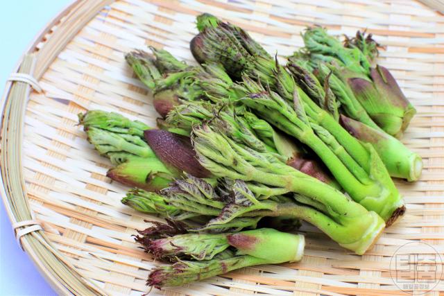 춘곤증 극복 좋은 음식 두릅