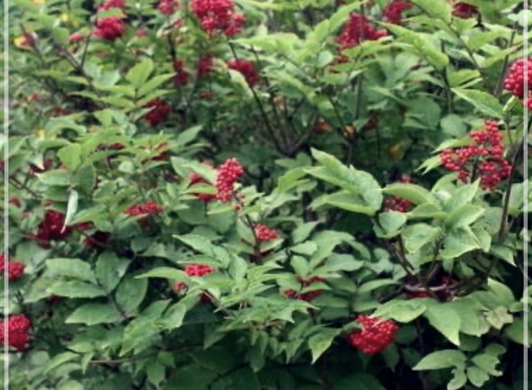 접골목의 효능과 먹는 방법