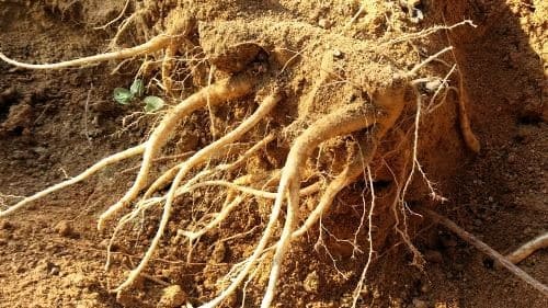 도라지-백도라지-뿌리-수확