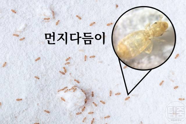 먼지다듬이 퇴치 살충제 먼지다듬이박멸