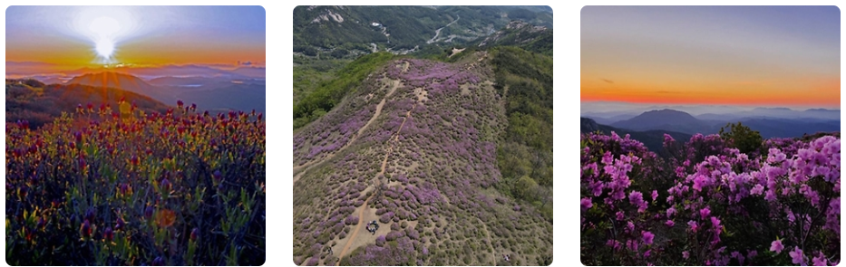 철쭉이 피어있는 황매산