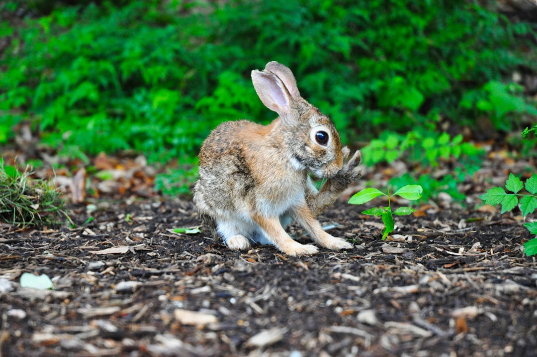 Rabbit