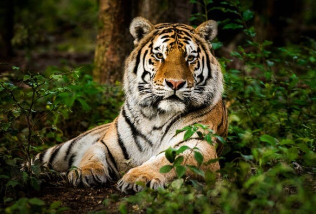 74년범띠운세 74년생범띠운세