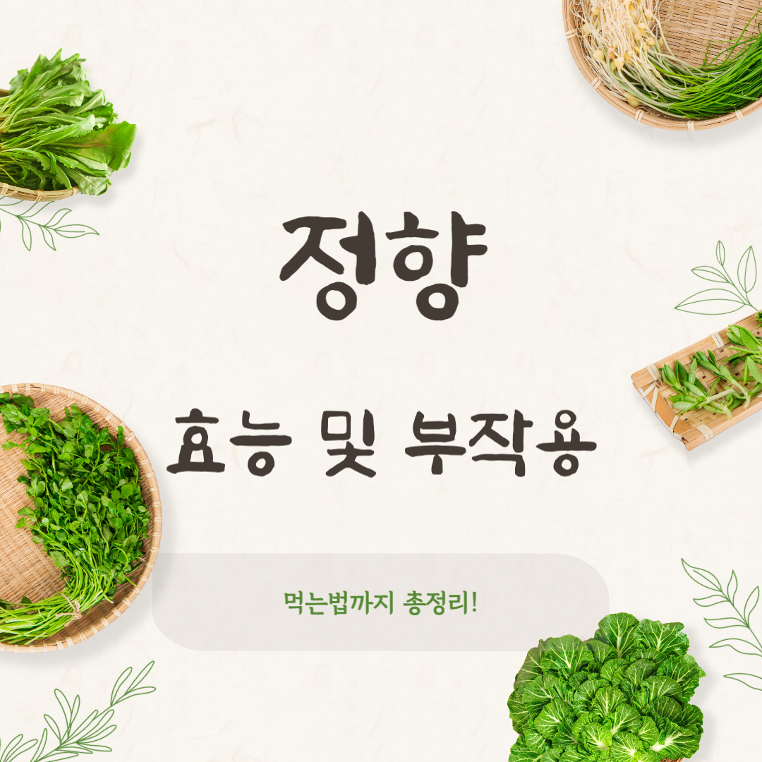 정향 효능과 부작용 먹는법 총정리