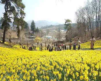 서산 유기방 가옥 수선화 축제_18