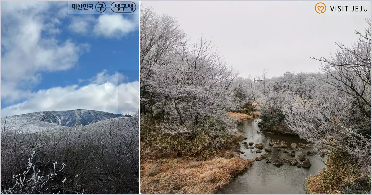 1100고지 습지 설경