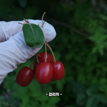 보리수 효능