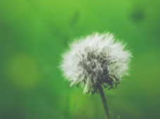 서울 꽃가루알레르기병원 어디로 가야 할까? 증상 진단 치료까지!