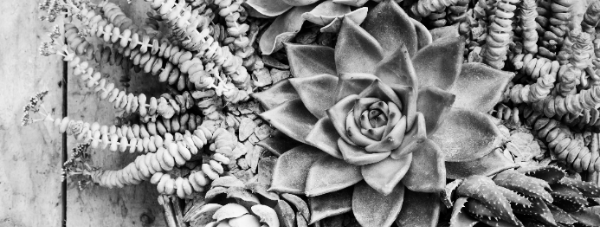 다육이 물주는법