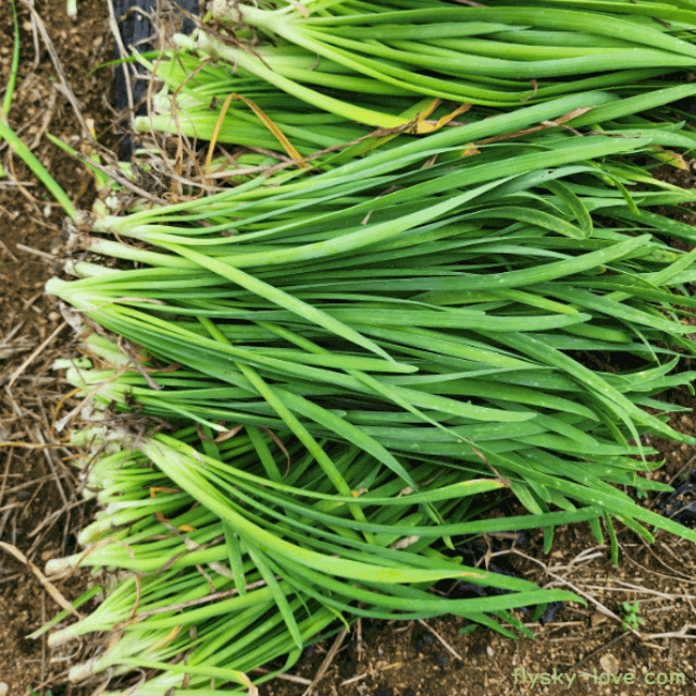 두메부추 활용하는 법