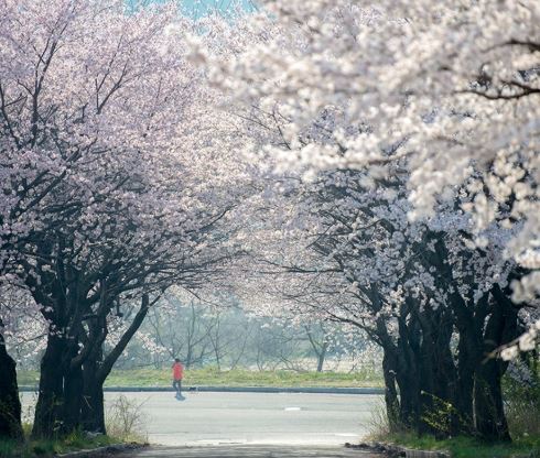 공주 벚꽃