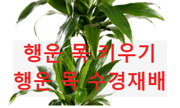 Dracaena Fragrans(행운목)