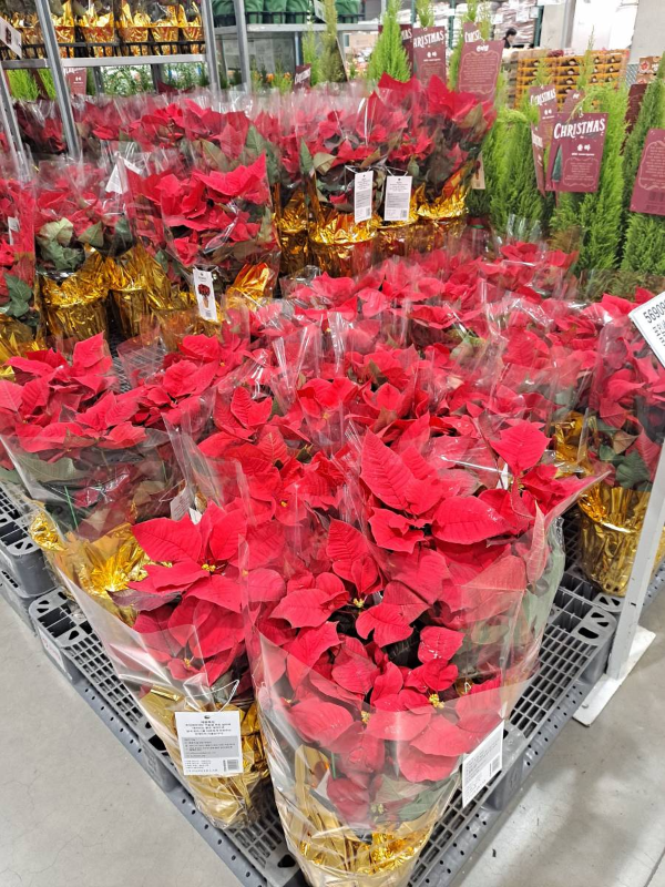 종류별 포인세티아