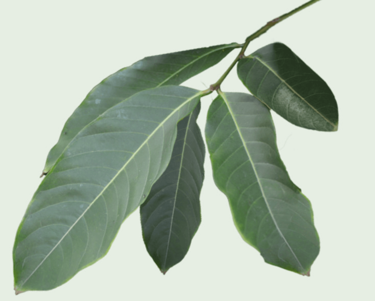 햇살담은 바나바 효능 부작용 섭취방법 내돈내산 후기