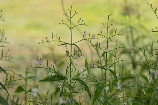 천심련 효능 6가지 및 부작용에 대해서 알아봤습니다. 천심련은 인도에서 수세기 동안 전통적으로 사용되어온 식물로&amp;#44; 최근에는 다양한 건강상의 이점이 인정되어 주목받고 있습니다. 이제는 전 세계적으로 인기 있는 건강식품으로 자리 잡았습니다. 이 글에서는 천심련의 다양한 효능과 함께 섭취할 때 주의할 점 등을 자세히 살펴보겠습니다.
