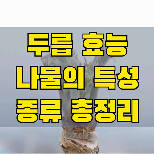 두릅의 효능과 나물의 특성 제철과 종류