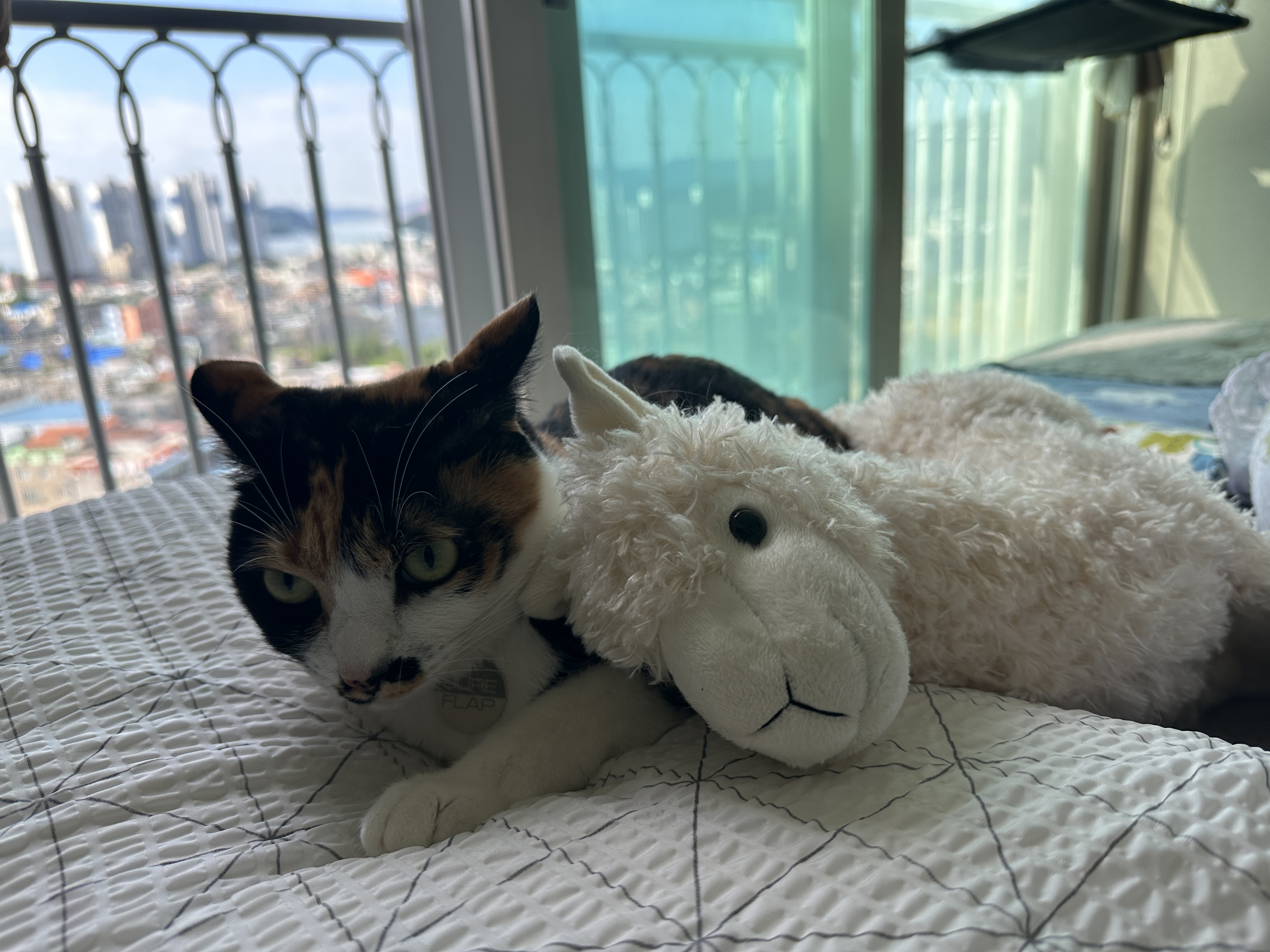 고양이들이 이제 라마를 편한 친구로 생각하는것 같다. (feat. 다다, 건이)