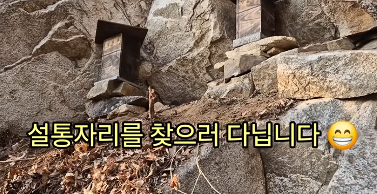 3년 묵힌 소나무 통의 위력 천적 따돌리는 명당 설치법