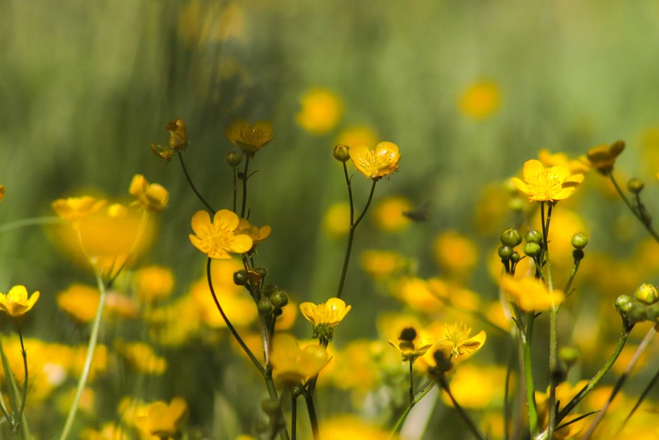 A close-up shot of vibrant yellow buttercups in a lush meadow, capturing the essence of summer.