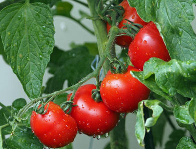 살아있는 토마토