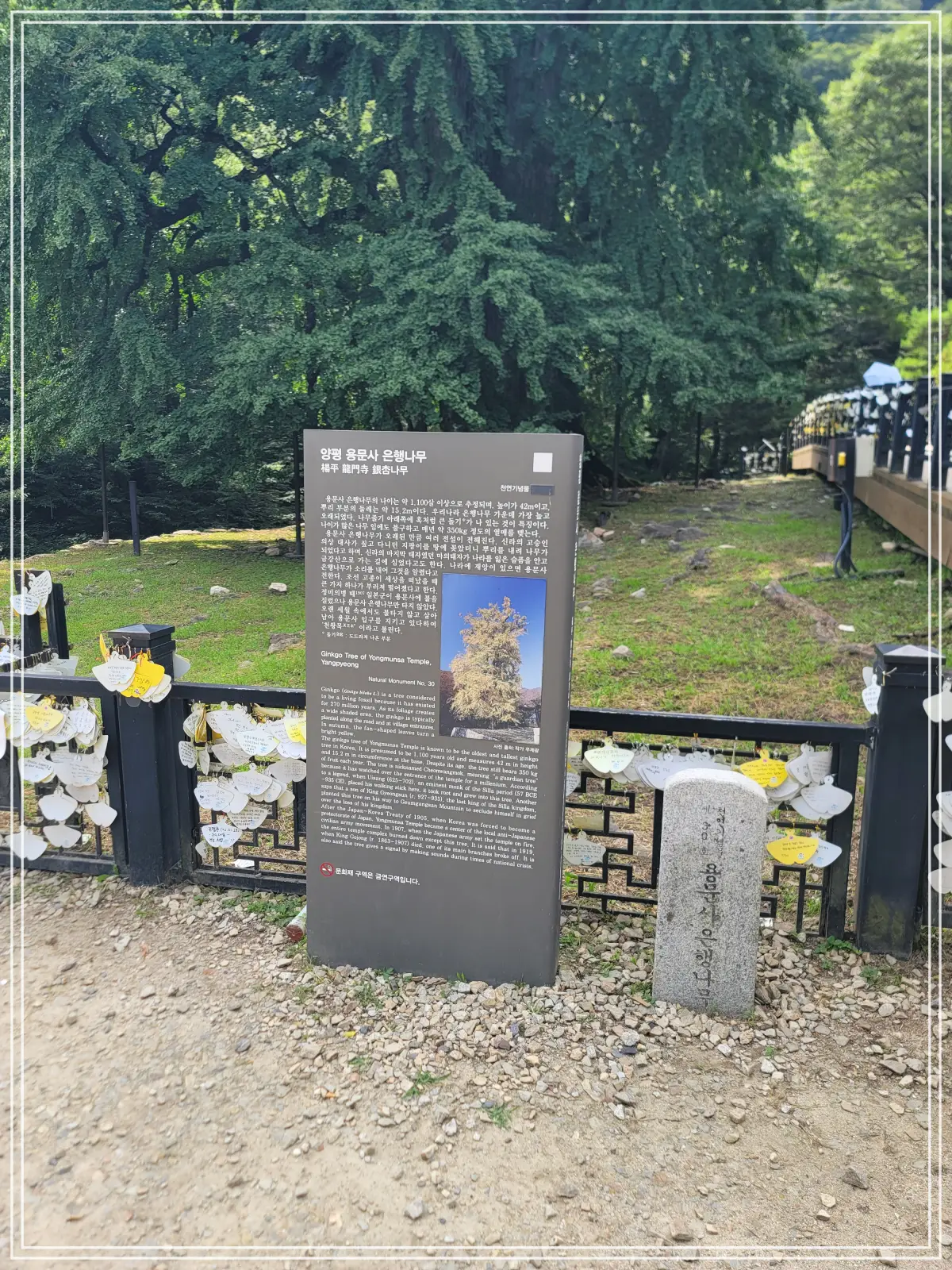 용문사-20250808_135849