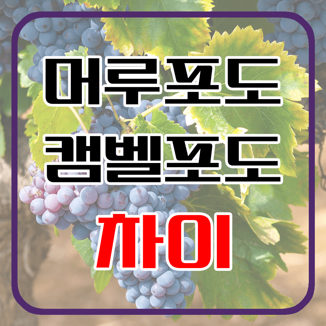 캠벨포도 머루포도 차이