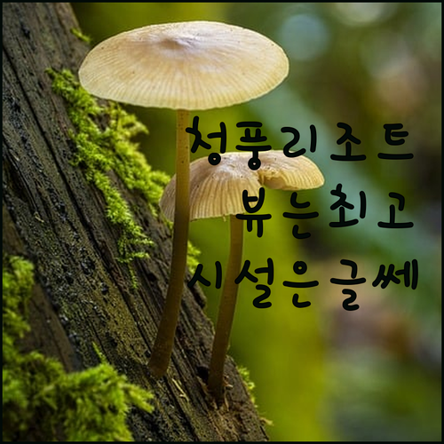 청풍리조트, 청풍호반의 아름다운 뷰와