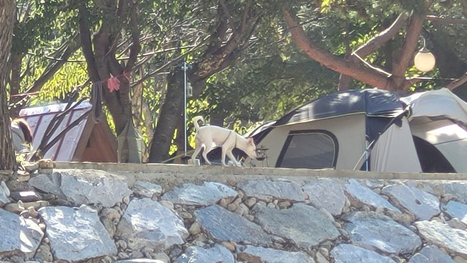 캠핑 사이트 풍경