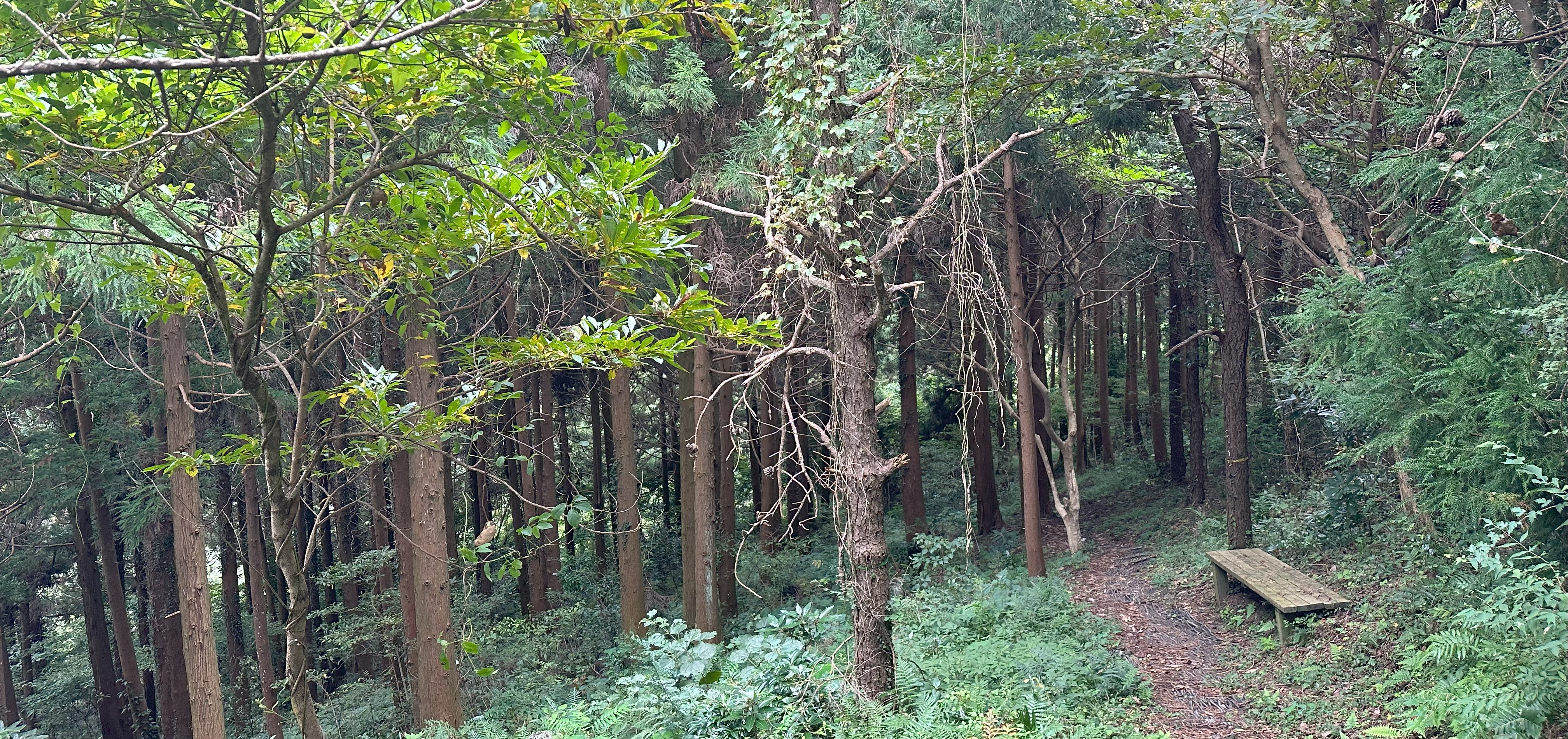 돝오름 내려가는길