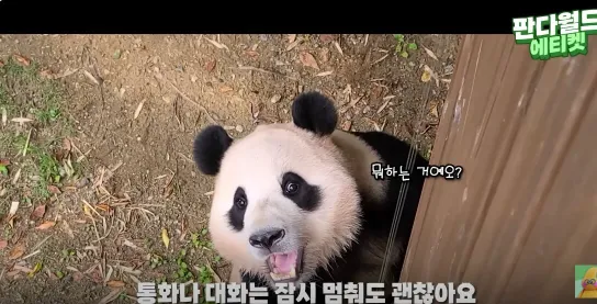 에버랜드 푸바오 예약 시간 관람 꿀팁