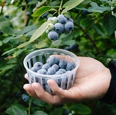 함덕블루베리농원