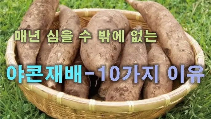 야콘 재배 덩이 비대 관리 토양 갈기 저장 요령_3