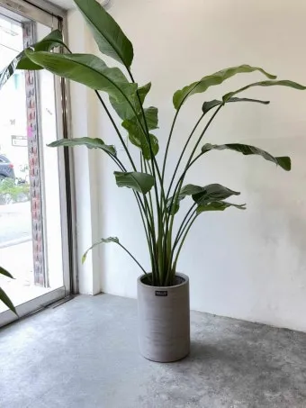 거실 큰화분 배치요령 물주기 바퀴받침 이동 어르신도 안전하게_7