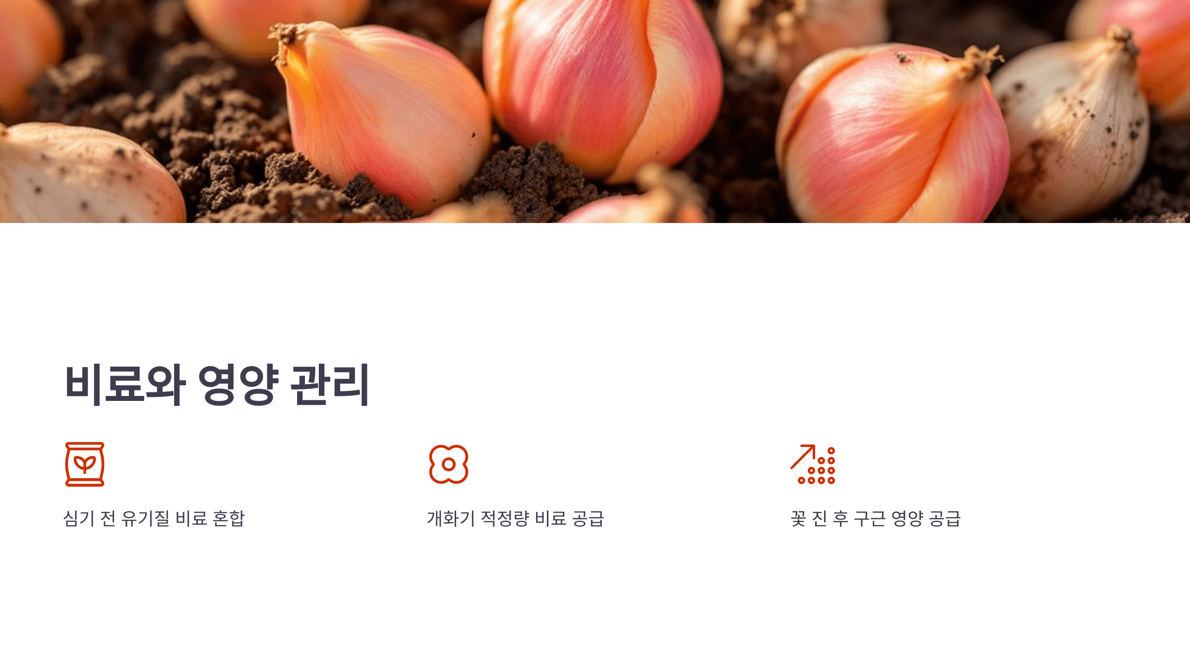 튤립과 관련된 사진입니다.