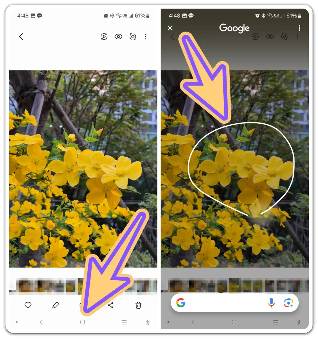 꽃-이름-검색-찾기-방법
