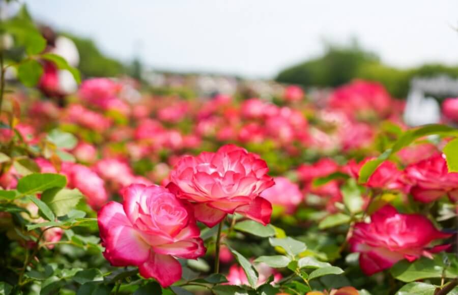 2025년 울산대공원 장미축제: 300만 송이의 장미 향연