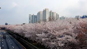 부산 달맞이길 벚꽃 드라이브 코스