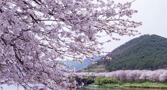 구례-벚꽃축제