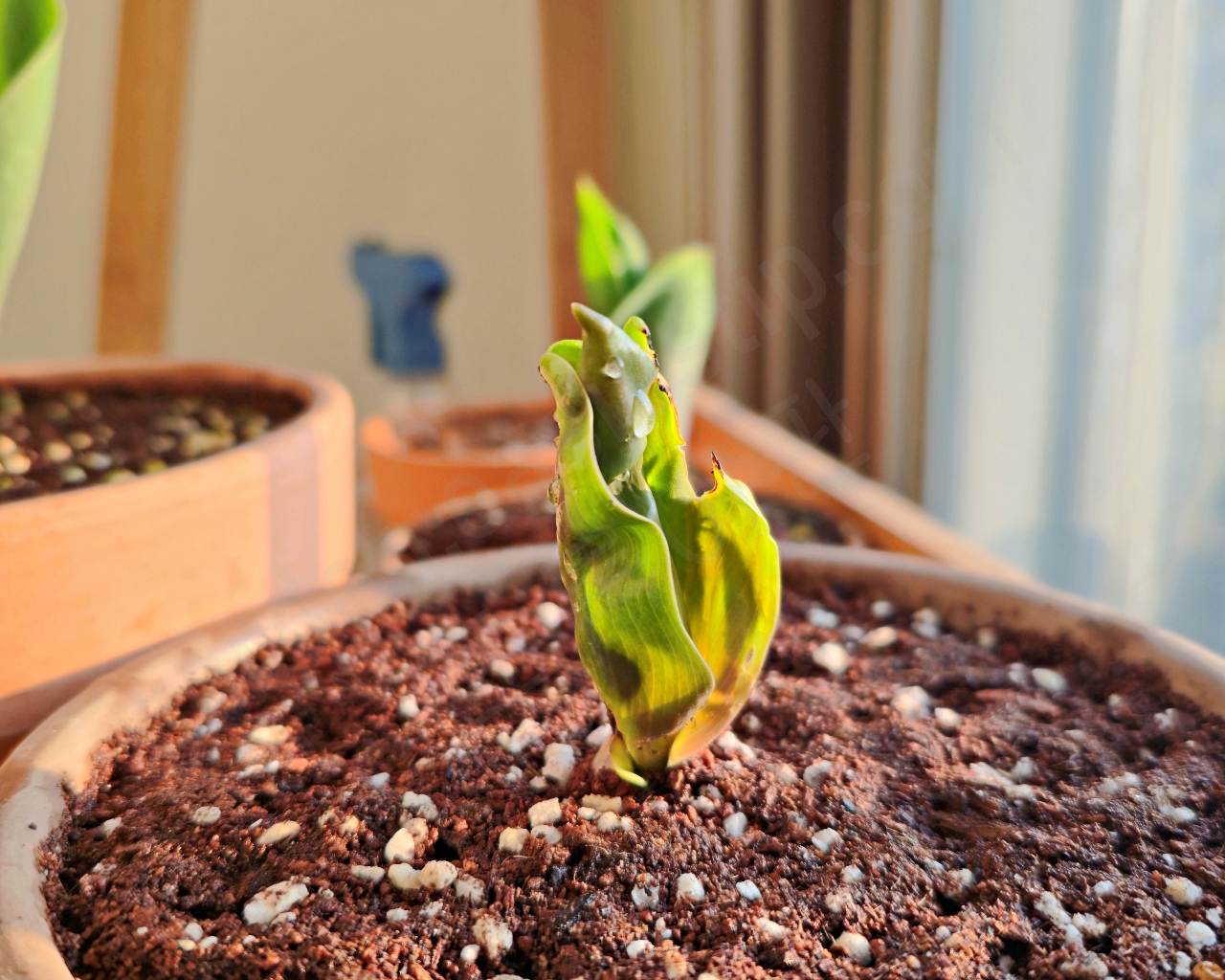 잎이 찌그러진 프린지 튤립