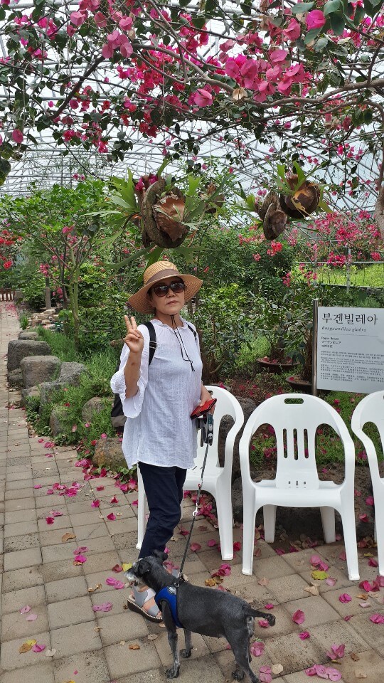 분홍 꽃잎길