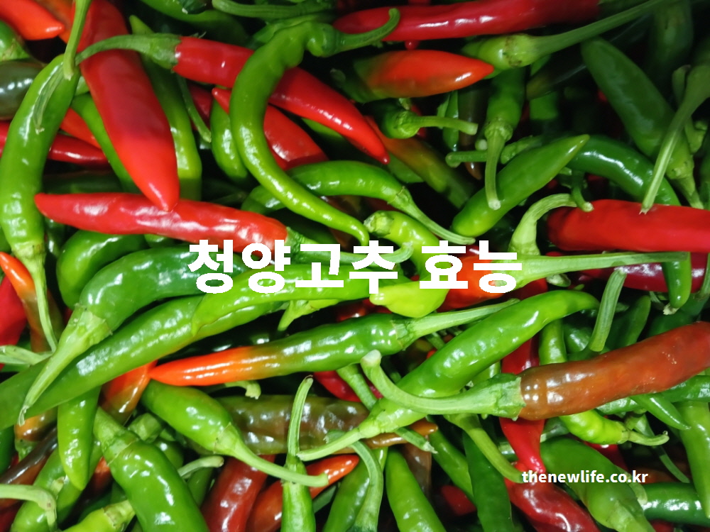 청양고추 효능을 설명하기 위한 대표 실물 사진