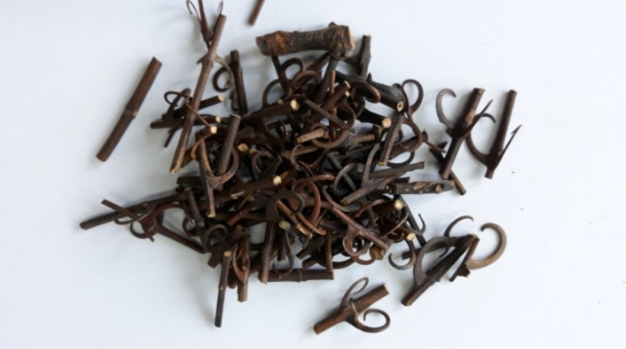 야생에서 채취를 한 조구등 나무의 줄기인 조구등을 잘 세척한 후에 토막을 내 자른 후에 하얀 바닥 위에 수북하게 놓아두고 찍은 사진