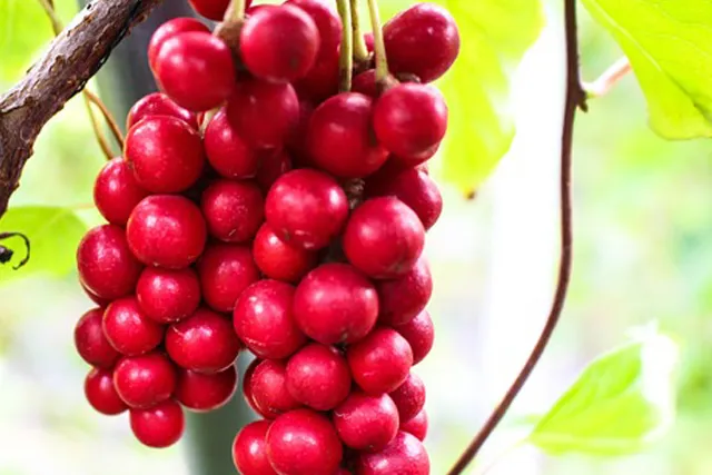 항산화 물질의 오미자